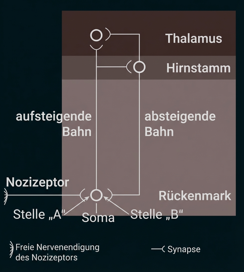 Schematische Darstellung von Nozizeptor, Soma, Rückenmark, aufsteigenden/absteigenden Bahnen, Hirnstamm und Thalamus